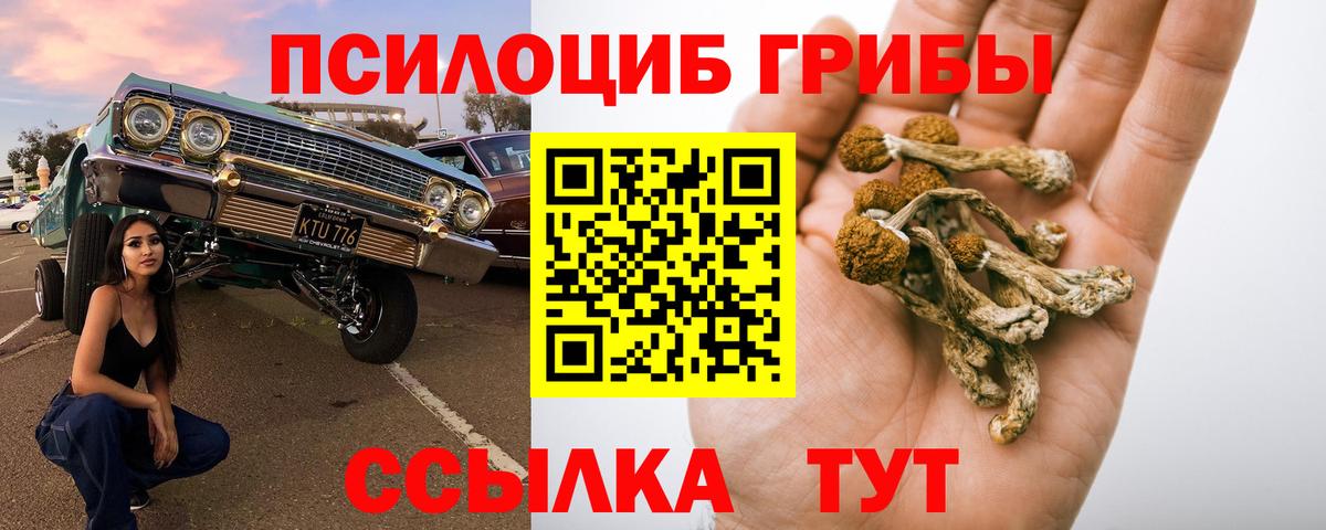 Псилоцибиновые грибы Psilocybe  Тайшет  Галлюциногенные грибы мухоморы 